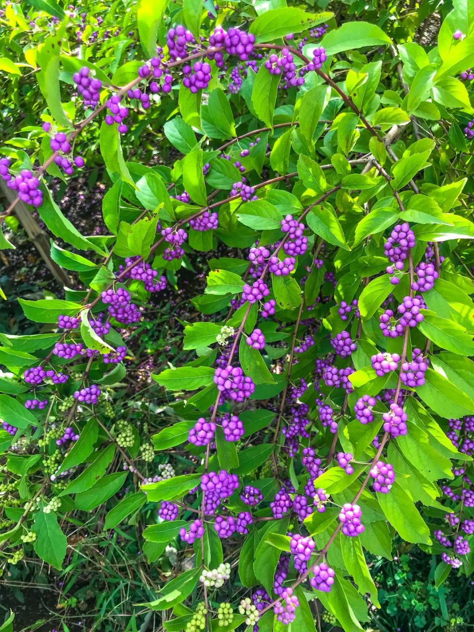 <p>This <a href="https://www.amazon.com/American-Beautyberry-Plants-Shipped-California/dp/B003U4TSCY/?tag=syn-yahoo-20&ascsubtag=%5Bartid%7C10050.g.4662%5Bsrc%7Cyahoo-us" rel="nofollow noopener" target="_blank" data-ylk="slk:lesser-known native shrub;elm:context_link;itc:0;sec:content-canvas" class="link ">lesser-known native shrub</a> is a must-have. Beautiful blooms lead to these amazing purple berries in fall! </p>