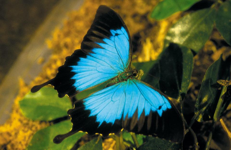 An exquisite local of North Queensland. Willem van Aken/CSIRO Science Image, <a href="http://creativecommons.org/licenses/by-sa/4.0/" rel="nofollow noopener" target="_blank" data-ylk="slk:CC BY-SA;elm:context_link;itc:0;sec:content-canvas" class="link ">CC BY-SA</a>