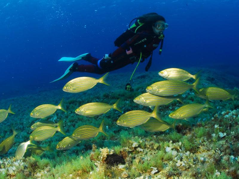 Taucher gehen ohnehin meist mit Neoprenmontur ins Wasser - in der Vorsaison auf Formentera empfiehlt sich das auch für Schwimmer. Foto: Patronat Municipal de Turisme de Formentera/Pedro De Ureta