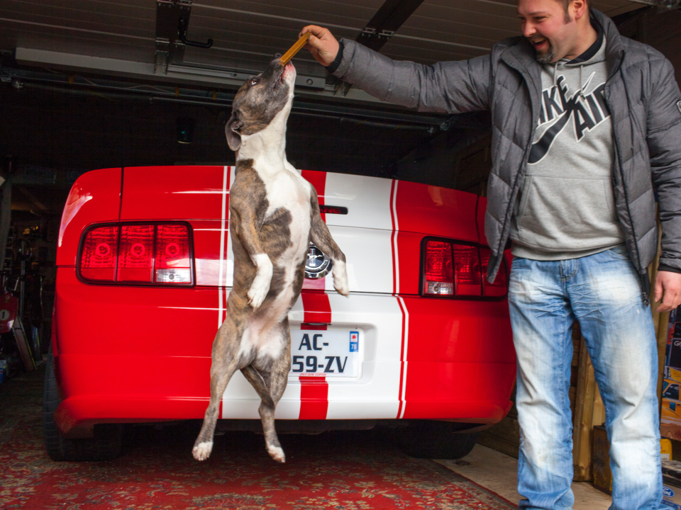 Mustangs are super popular overseas right now.