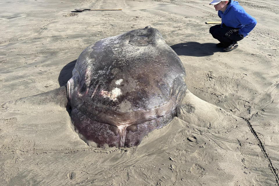 This image provided by Seaside Aquarium shows a hoodwinker sunfish that washed ashore on June 3, 2024, on a beach in Gearhart, Ore. (Tiffany Boothe/Seaside Aquarium via AP)