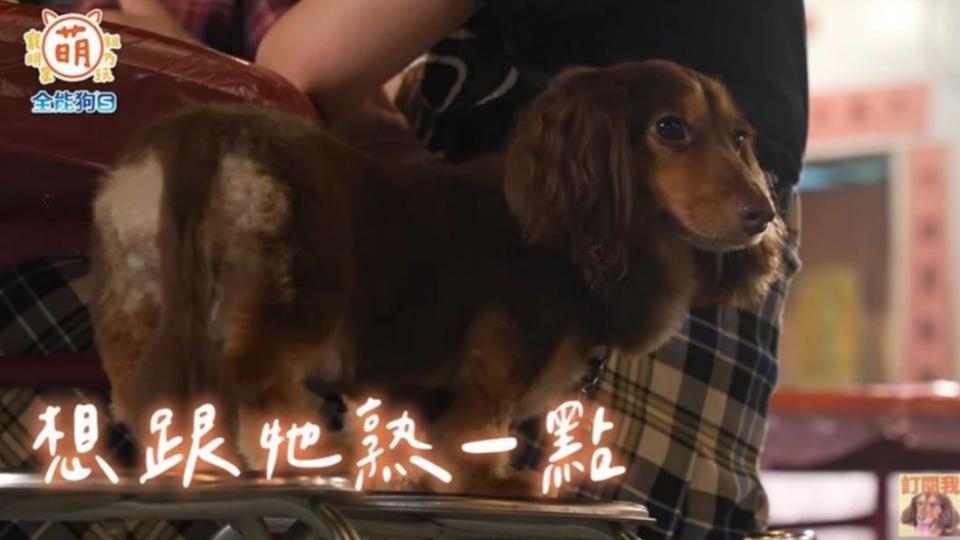 吳姍儒的愛犬「呵喜」。（圖／翻攝自《萌寵明星粗乃玩》YT頻道）