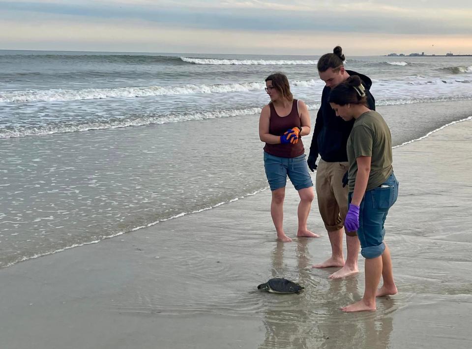 It was a team effort to rescue juvenile green sea turtles at Naval Station Mayport.