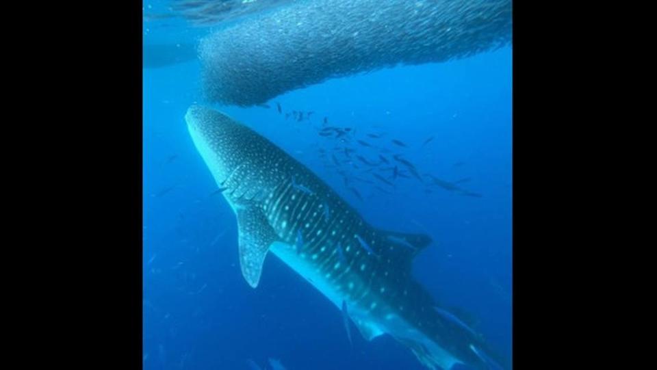 The 30-foot creature was feeding on small fish, researchers said. Mark Royer/University of Hawai'i