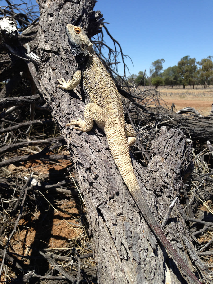 bearded dragon 3