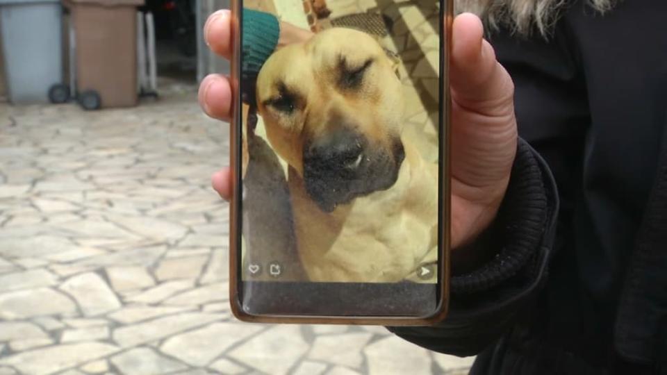 Une jeune femme a été mordue à plusieurs reprises par ses deux chiens à Montgeron. - BFM Paris