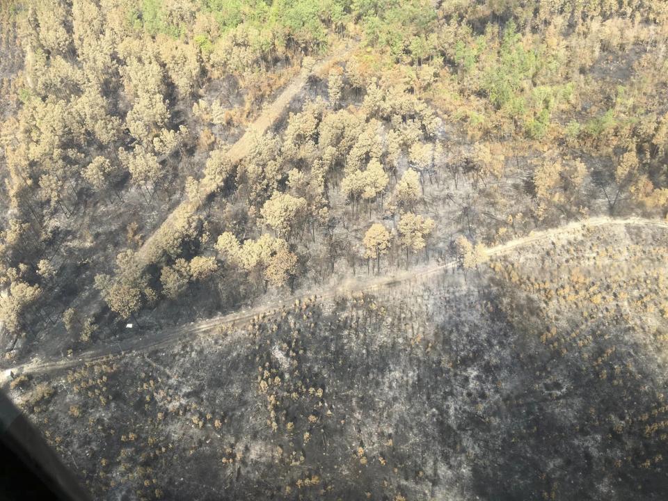 This photo provided by Louisiana Department of Agriculture and Forestry shows scorched woodlands near Merryville, La., at the Tiger Island Fire on Wednesday, Aug., 30, 2023. (Alison Coons/Louisiana Department of Agriculture and Forestry via AP)