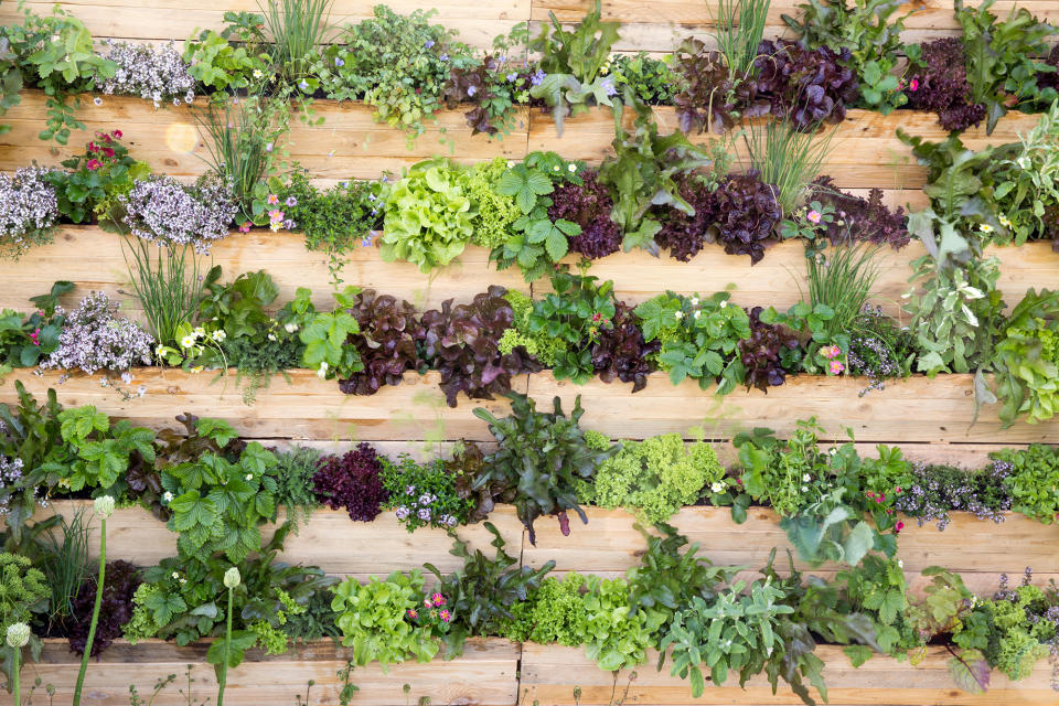 Create a productive living wall