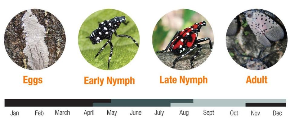 Michigan confirmed its first detection of spotted lanternfly, native to eastern Asia, on Aug. 10, 2022. It was found in Pontiac in Oakland County.