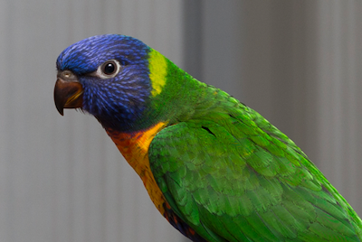 Rainbow lorikeet (<em>Trichoglossus haematodus</em>) Author provided, <a href="http://creativecommons.org/licenses/by-nd/4.0/" rel="nofollow noopener" target="_blank" data-ylk="slk:CC BY-ND;elm:context_link;itc:0;sec:content-canvas" class="link ">CC BY-ND</a>
