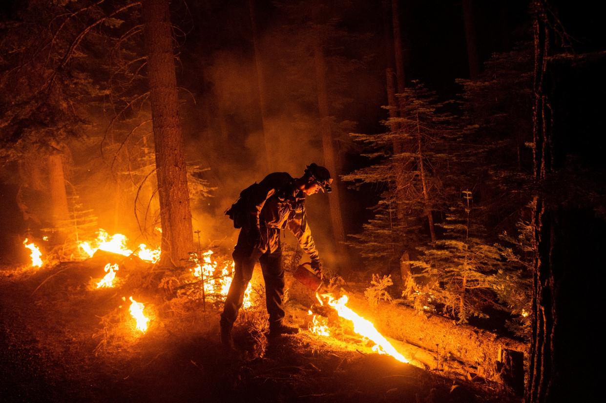 A firefighter uses a drip torch to ignite vegetation while trying to stop the Dixie Fire from spreading in Lassen National Forest, Calif., on Monday, July 26, 2021.