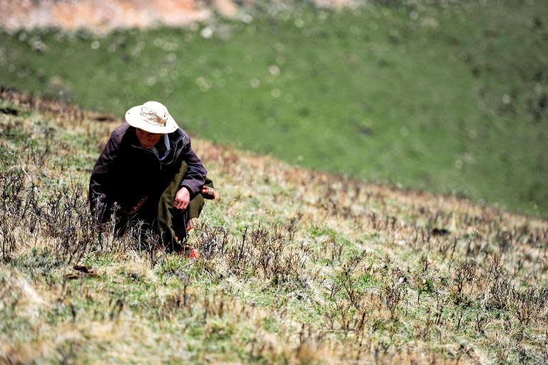 Image taken on June 1, 2013 shows a herdsman digging for parasitic fungus in Maqu County in Gannan, northwest China's Gansu province