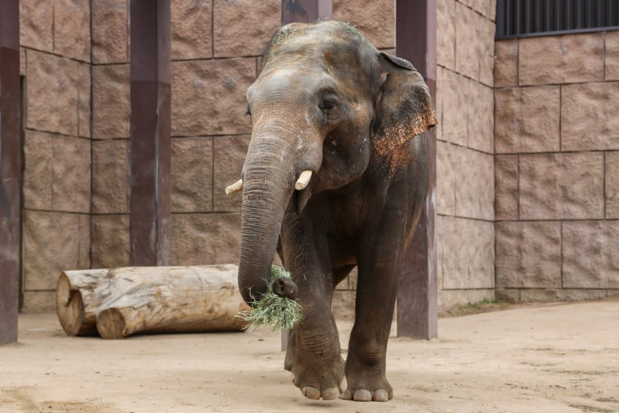 Baylor, a 14-year-old elephant named after the Baylor College of Medicine, was brought to the Denver Zoo at the recommendation of the AZA Asian Elephant Species Survival Plan. (Photo: Dailyn Souder via Denver Zoo)