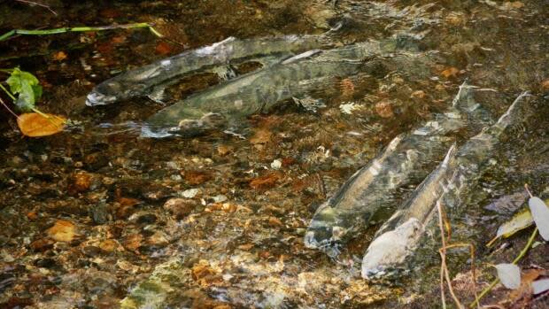 Four chum salmon are seen swimming in Burnaby's Guichon Creek in late October. Juvenile salmon have been released into Maple Creek’s off-channel pond as part of restoration efforts. 