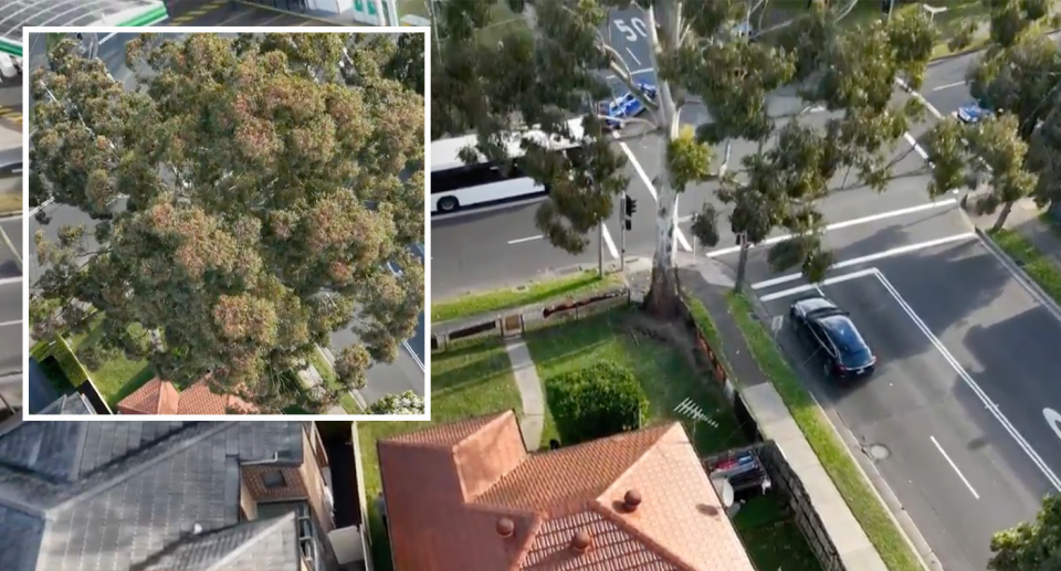 The giant tree on Sydney man Billy's property in Mortdale, seen from above. 