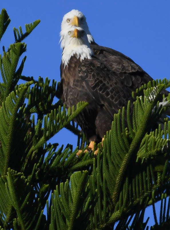 Bald eagles perch high in a pine tree in Viera. Love these majestic birds? Learn more about them during the Jan. 24-28 Space Coast Birding and Wildlife Festival at Radisson Resort at the Port.