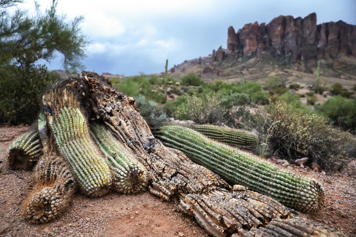 A fallen saguaro cactus 