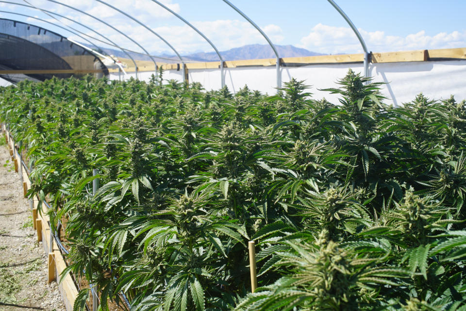 Cannabis plants growing in an outdoor greenhouse.