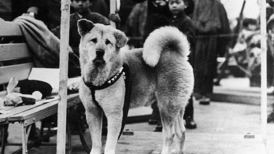Hachiko dans les années 1930