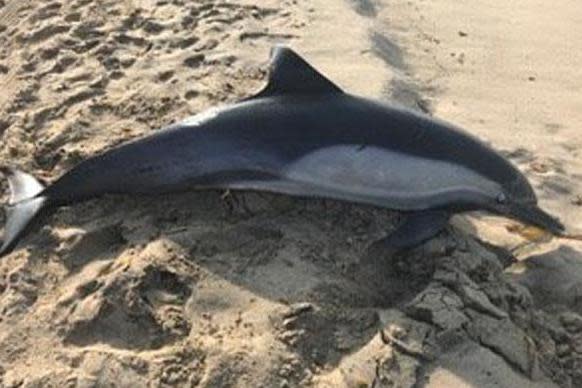 The dolphin was discovered in Dockweiler Beach in City of Manhattan Beach, Los Angeles County: Marine Animal Rescue