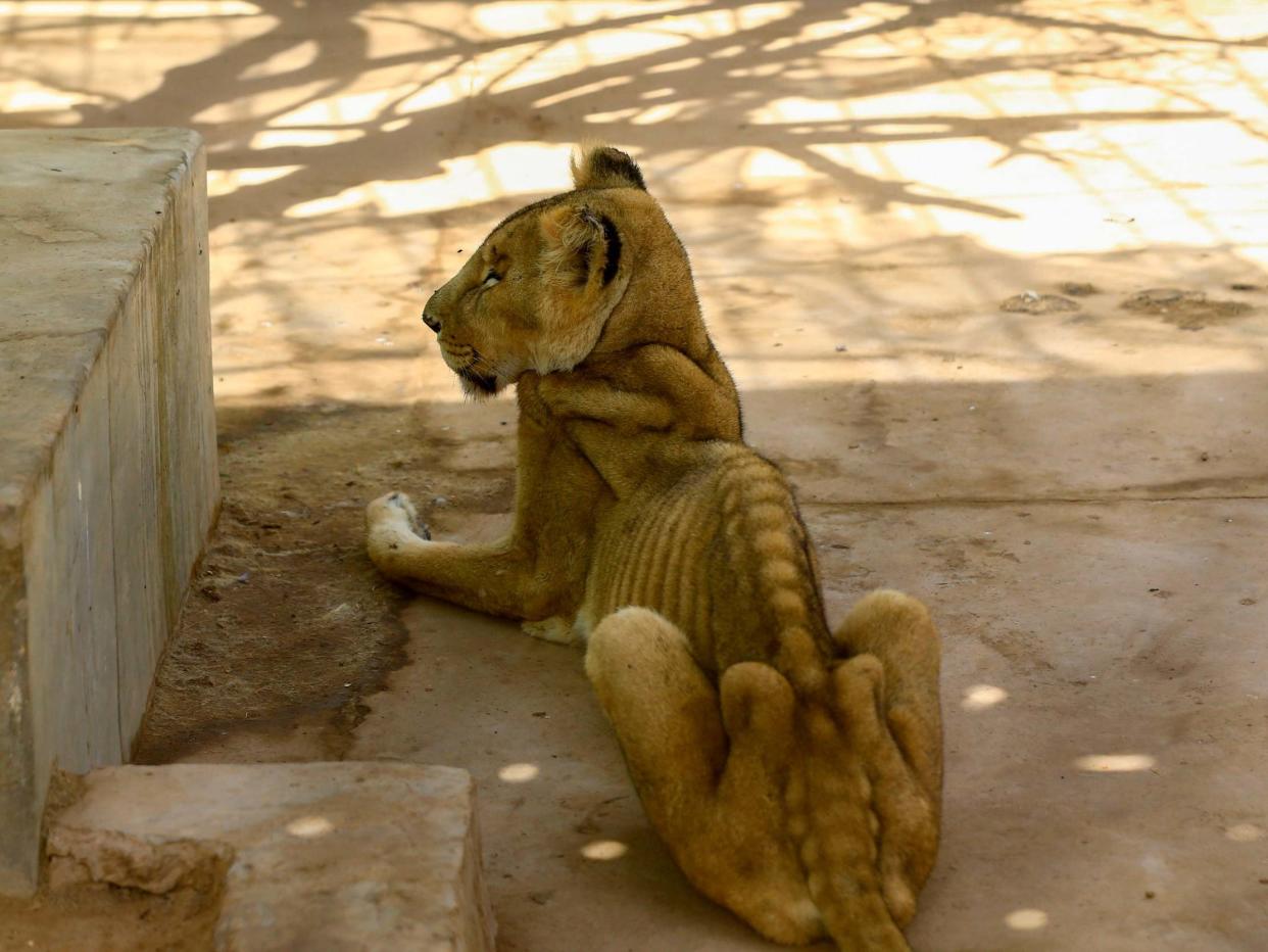 A malnourished lioness sits in her cage at the Al-Qureshi park in the Sudanese capital Khartoum: AFP via Getty Images