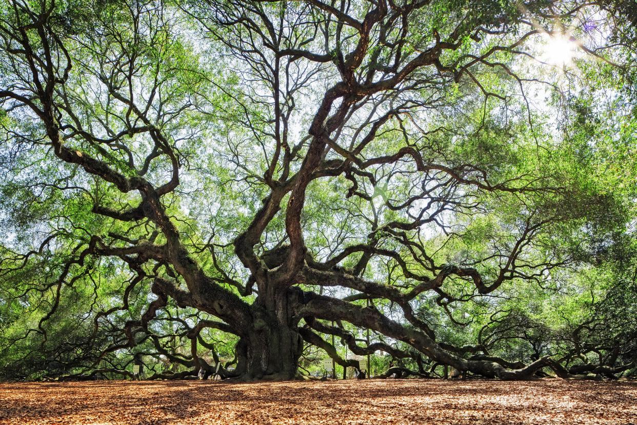 Angel Oak Tree in Johns Island, South Carolina