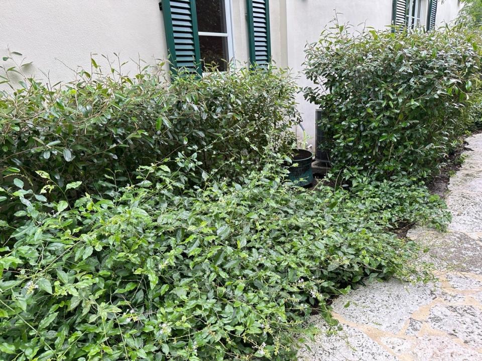 Sprawling native plumbago (Plumbago zeylanica) makes a great ground cover in partial shade, but needs to be pruned back regularly.