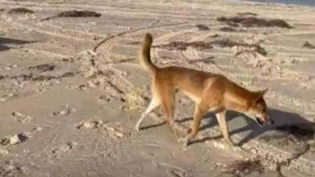 Dingo 'humanely destroyed' after attacks on two children in