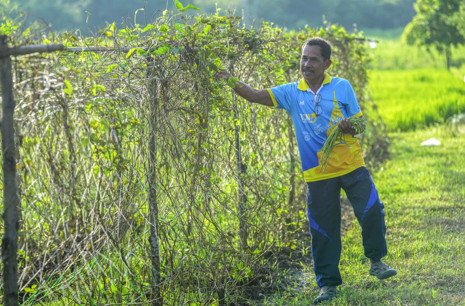 Tawee Lasopha, father of Maliwan Lasopha who was killed in a knife and gun attack at The Young Children's Development Center, collects green beans for sale in the rural town of Uthai Sawan, in Nong Bua Lamphu province, northeastern Thailand, Wednesday, Oct. 4, 2023. On Friday, Oct. 6, Tawee marks the first anniversary of the death of his daughter Maliwan Lasopha. (AP Photo/Sakchai Lalit)