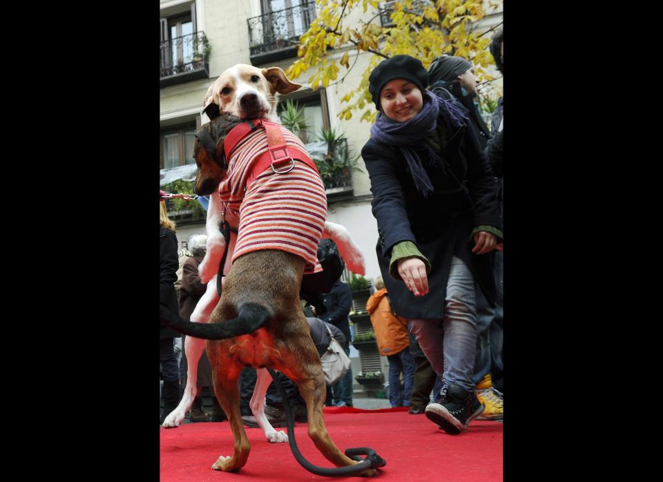 Dogs play during a festive event against animal abandonment at Chueca's square in Madrid, Jan. 15, 2012. The Madrid's district of Chueca organised this event on the day of Saint Anthony, known as the protector of the animals. (Pierre-Philippe Marcou, AFP / Getty Images)