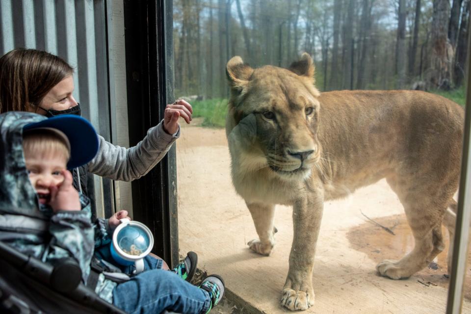 Brittany Heather and her 16-month-old son Declan Heather visit the African lion exhibit on Saturday, May 1, 2021 at Binder Park Zoo in Battle Creek, Mich.
