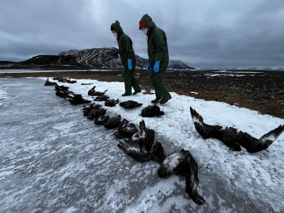 Researchers investigate the spread of bird flu on Beak Island in Antarctica on March 2, 2024. via REUTERS