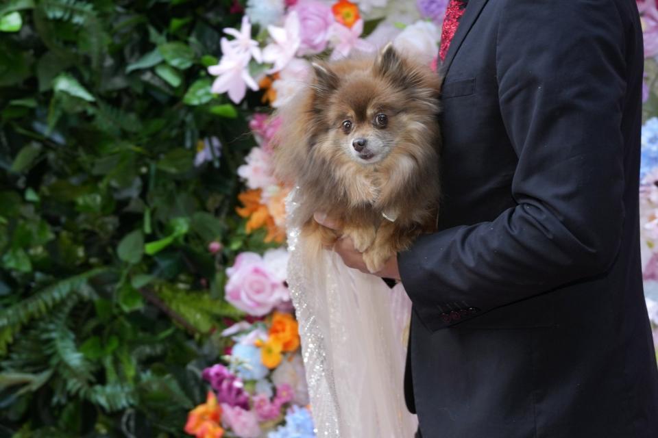 A dog attends the Pet Gala fashion show at AKC Museum of The Dog, Monday, May 20, 2024, in New York. (Photo by Charles Sykes/Invision/AP)