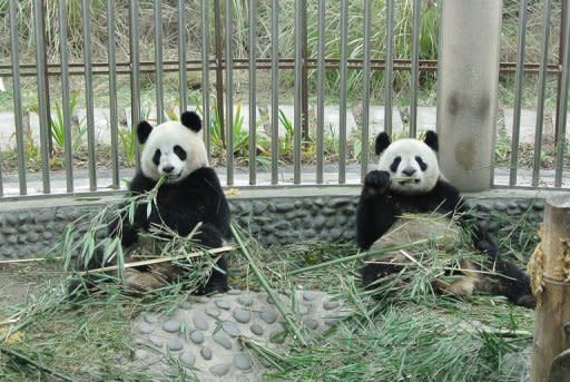 Yuan Zi (left) and Huan Huan, seen here in their quarantined enclosure at the Panda Research Base in Chengdu, Sichuan province. The pair have landed in Paris for a new life in a French zoo in a loan sealed after years of top-level negotiations between France and China