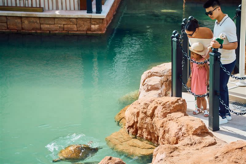 卓美亞逸宮酒店推出全新海龜主題住宿專案。（圖／飯店旅宿業者提供）
