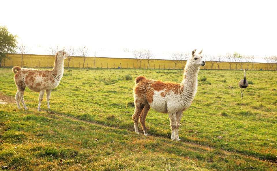 Two llamas and an ostrich are standing in a grassy field with a fence in the background