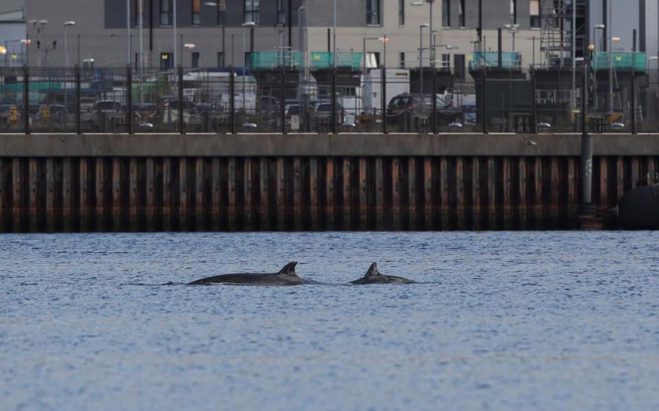 Rescuers have begun work to herd the whales out of the Scottish loch - Russell Cheyne/Reuters