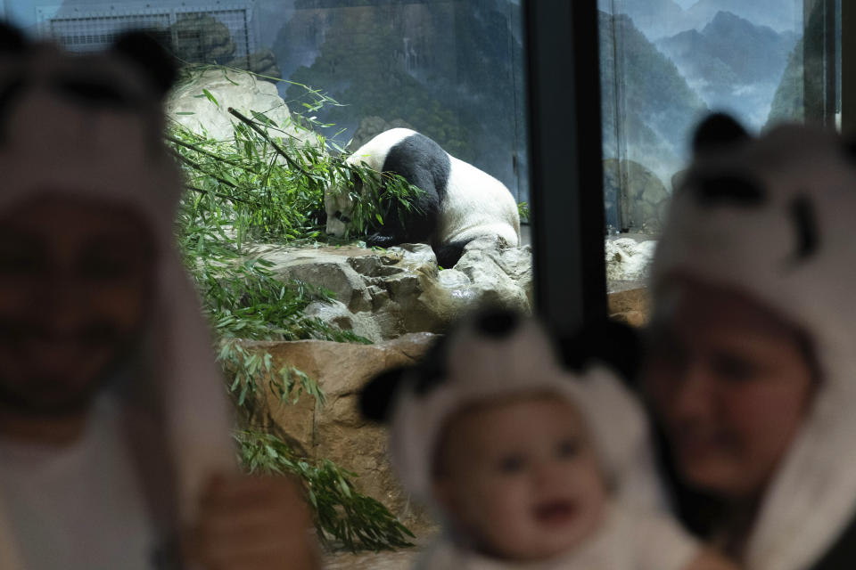 Visitors get a selfie as they watch the Giant panda Tian Tian as he eats in his enclosure at the Smithsonian's National Zoo in Washington, Thursday, Sept. 28, 2023. (AP Photo/Jose Luis Magana)