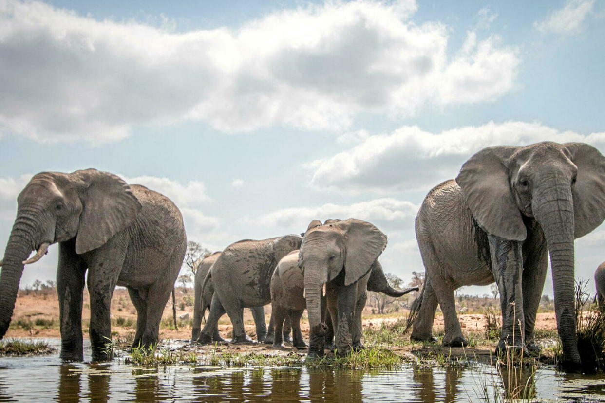 Des éléphants dans le parc national Kruger, en Afrique du Sud, en décembre 2019.  - Credit:Simon Eeman/DDP/Abaca
