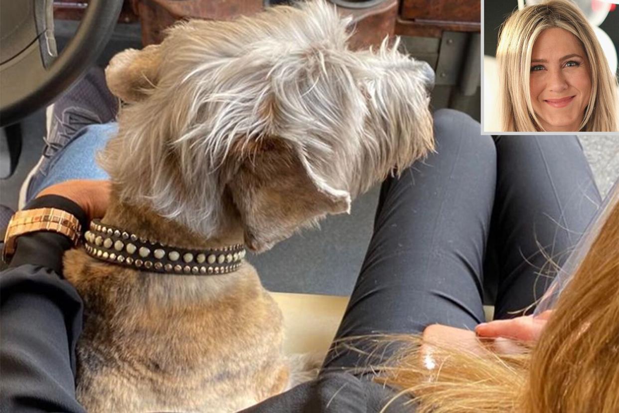 Jennifer Aniston dog Clyde