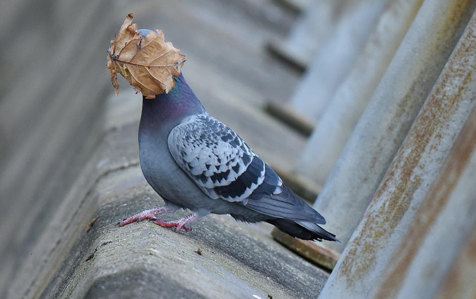 A pigeon's face covered by a dried leaf.