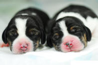 Puppies of genetically modified dog Tagon are seen at Seoul National University (SNU)'s College of Veterinary Medicine in Seoul.