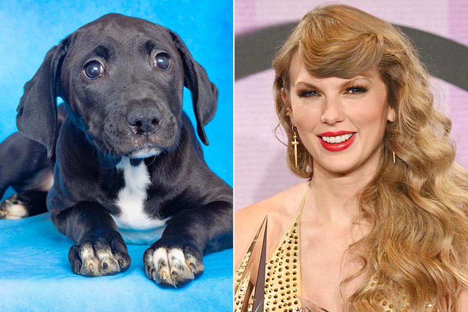 Taylor Swift Donates to Animal Rescue Inspires Names of Puppy Litter