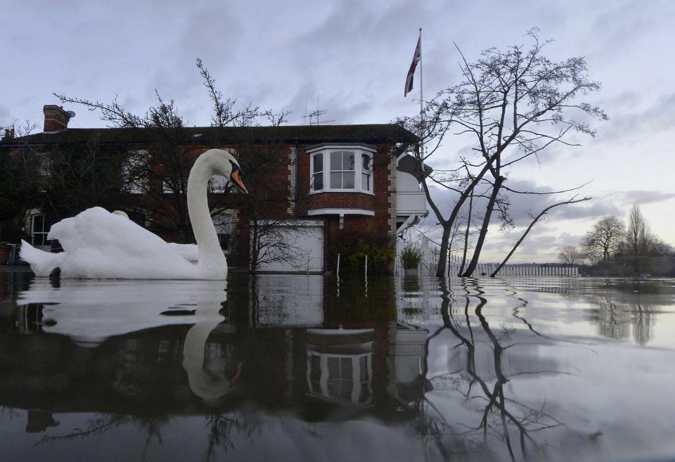 Swans swim near riverside properties partially submerged in floodwaters at Henley-on-Thames