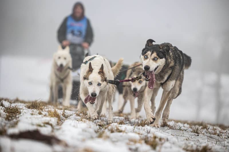A musher, a dog sled driver, takes part in the Sedivackuv Long Race, one of the toughest dog sled races in Europe, with his team. Michal Fanta/ZUMA Press Wire/dpa