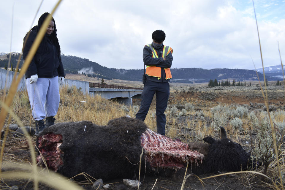 Taylor Bland, left, and Jeremy SunderRaj, with Yellowstone National Park's wolf project, look at a bison carcass that a pack of wolves had been feeding on the night before in Yellowstone National Park, Wyo., Wednesday, Oct. 21, 2020. The carcass was later moved so it would not attract animals to a nearby road where they could be killed. Wolves have repopulated the mountains and forests of the American West with remarkable speed since their reintroduction 25 years ago, expanding to more than 300 packs in six states. (AP Photo/Matthew Brown)