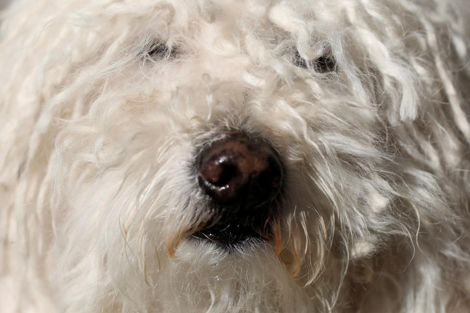 Teddy the Puli at the AKC Meet the Breeds event ahead of the 143rd Westminster Kennel Club Dog Show in New York, Feb. 9, 2019. (Photo: Andrew Kelly/Reuters)