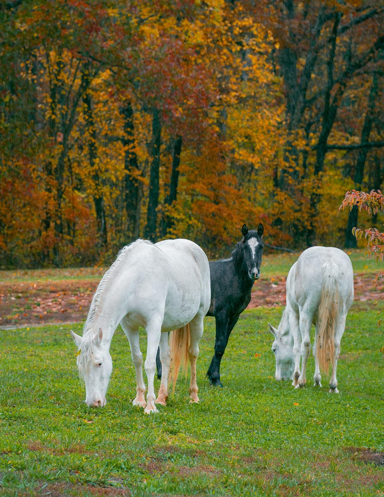 Wild horses have roamed Shannon County, Missouri, for decades and occasionally put in an appearance at Echo Bluff State Park. Spotting one becomes an instant trip highlight.