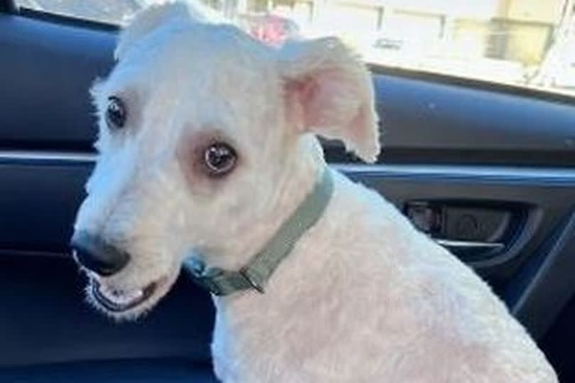 The dog was unrecognisable after his trim