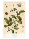 <p><strong>Art.com</strong></p><p>art.com</p><p><strong>$30.00</strong></p><p>For the tea drinker whose love goes beyond the leaf, this print examining the botanical structure of the tea plant will be a decorative reminder of their favorite drink. </p>